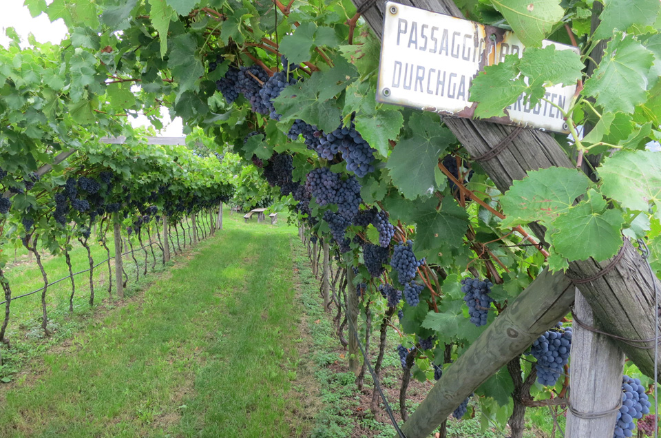 grapes on the vine, vineyard, South Tyrol region Italy