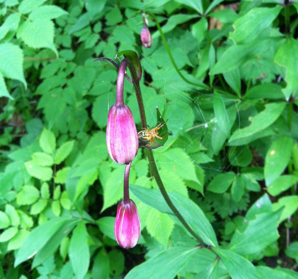 Martagon Lily with spider and web along hiking trail in Switzerland