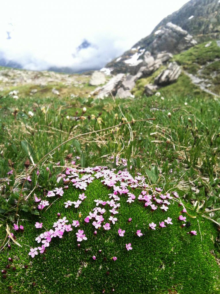 Moss Campion wildflowers along the hiking trail near Oberhornsee, Switzerland