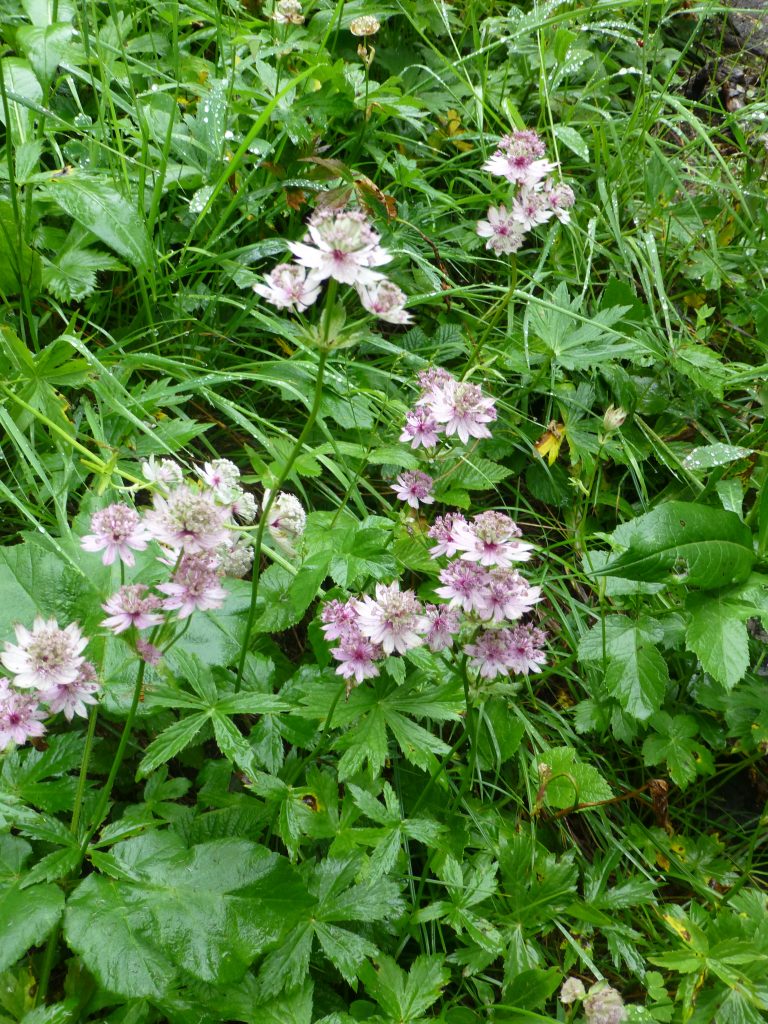Big Masterwort, Astrantia major, pink and white wildflower Alps