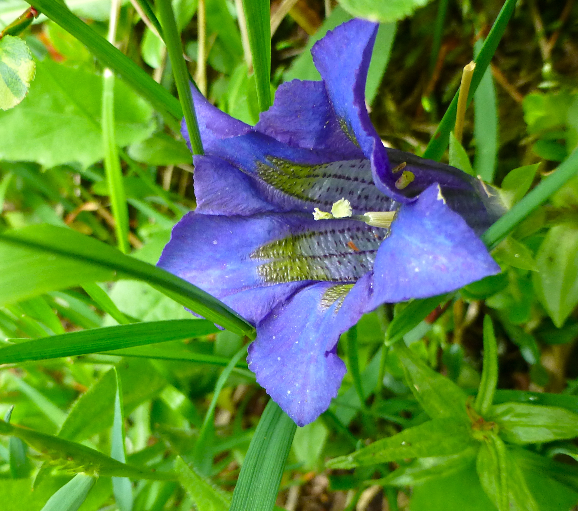 Горечавка Gentian acaulis 