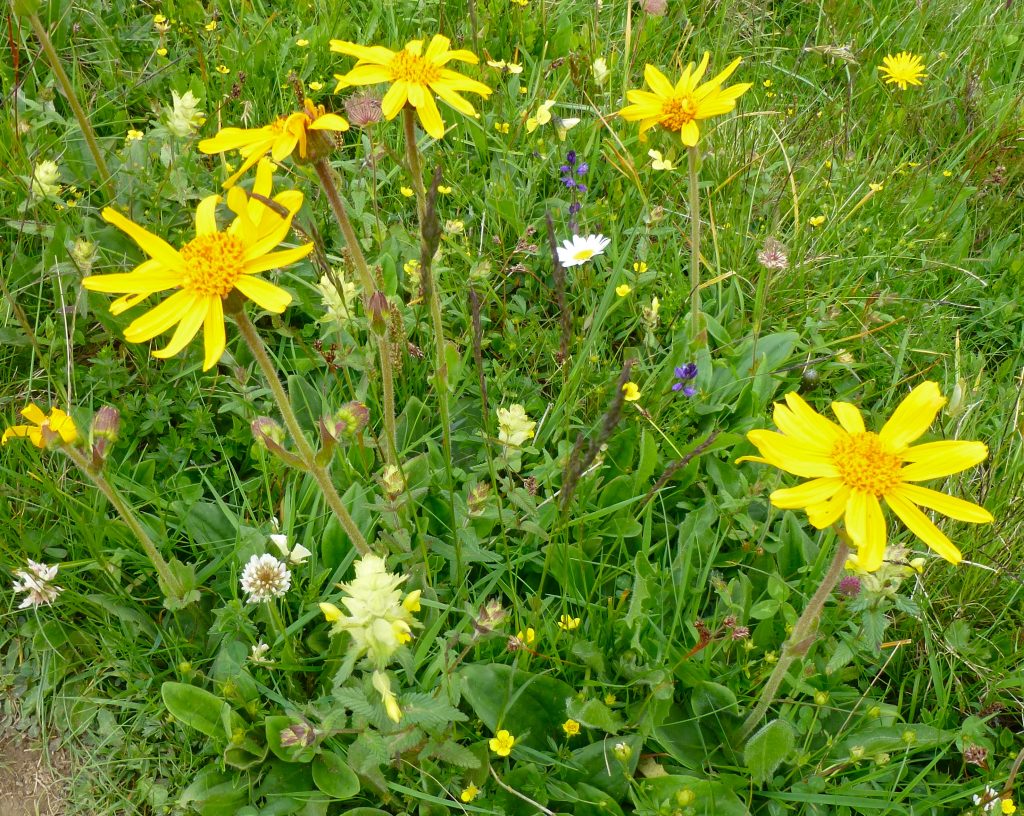 Arnica, Arnica Montana, Alps wildflowers