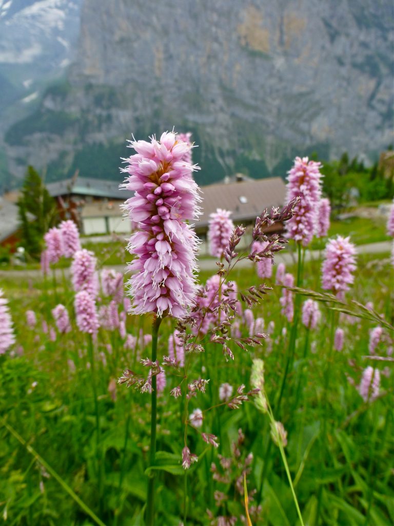 Common Bistort, Polygonum bistoria, Alps wildflowers