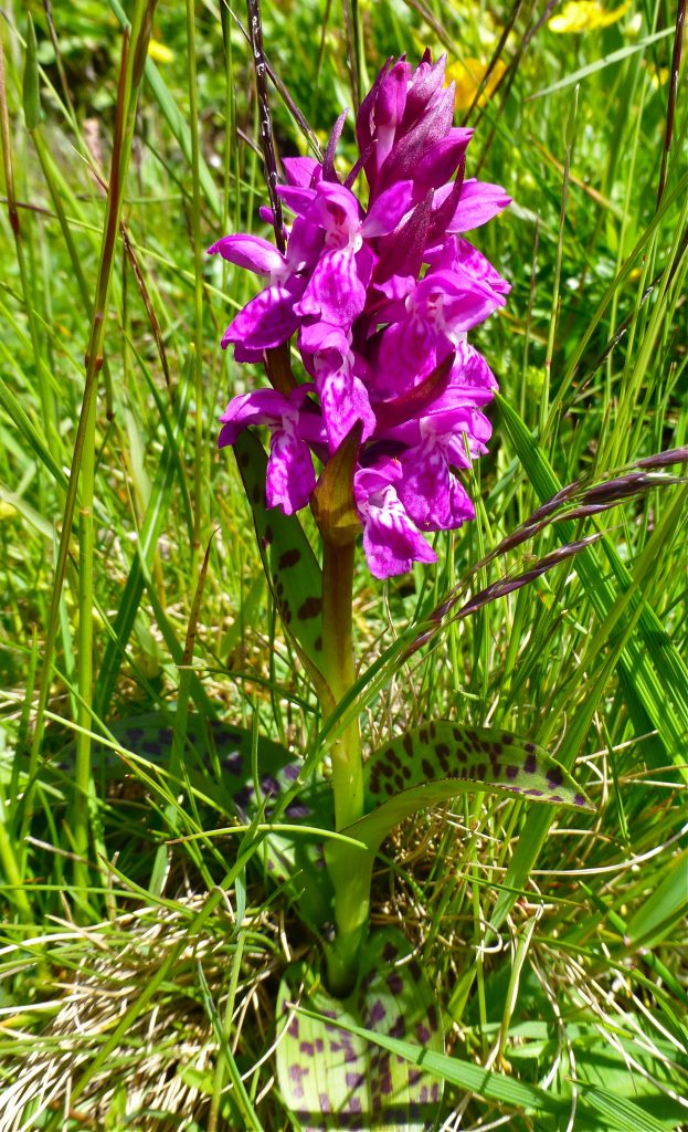 Common Spotted Orchid, Dactylorhiza fuchsii, purple wildflower Alps