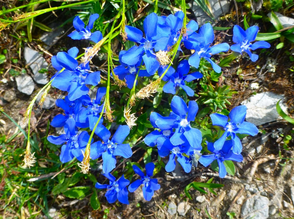 Spring Gentian, Getiana verna, Alps wildflowers