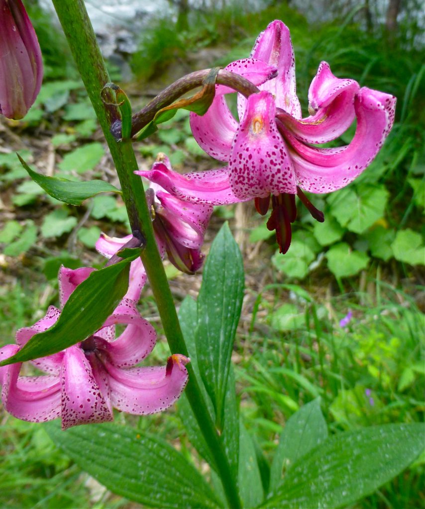 Martigon Lily, Lilium martagon, Alps wildflowers