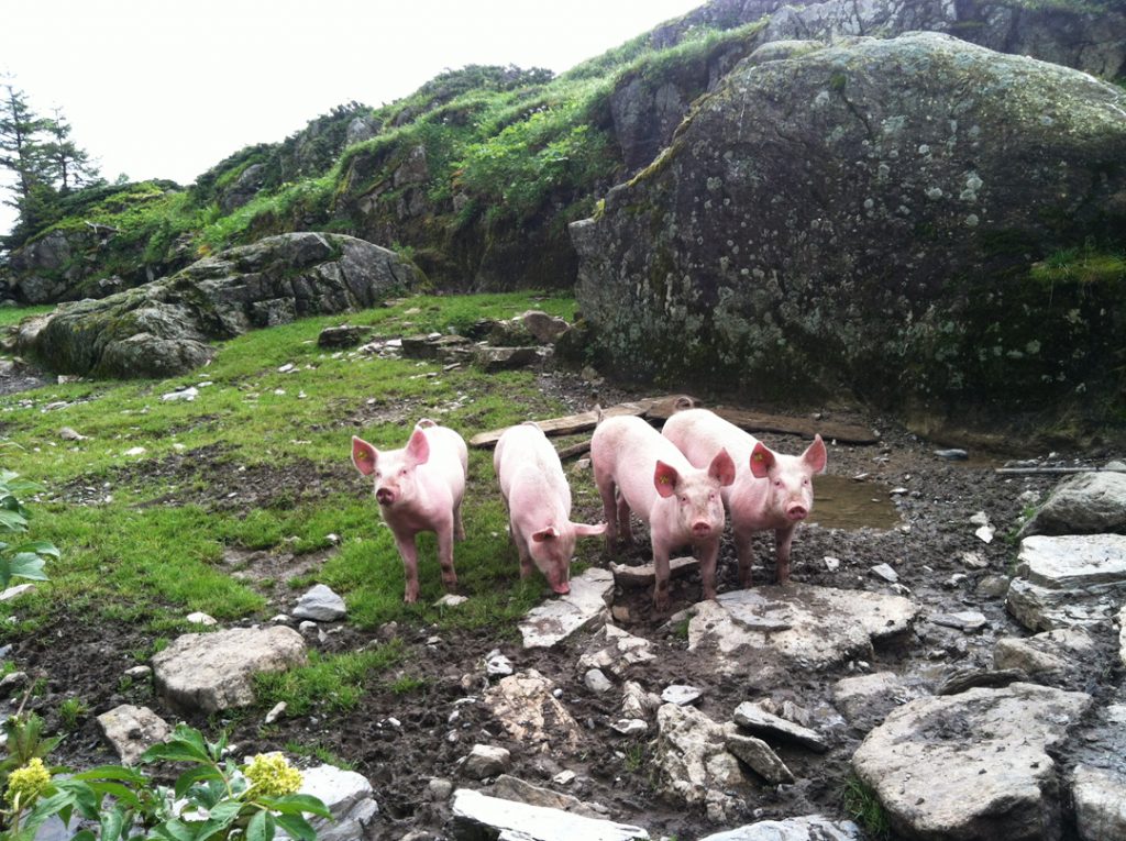 Pigs at Obersteinberg