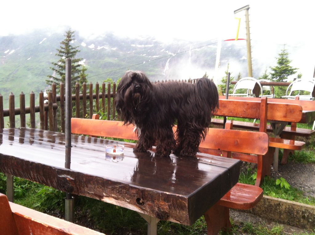 Tibetan Terrier on the picnic tables at Tschingelhorn Inn, hiking in Switzerland