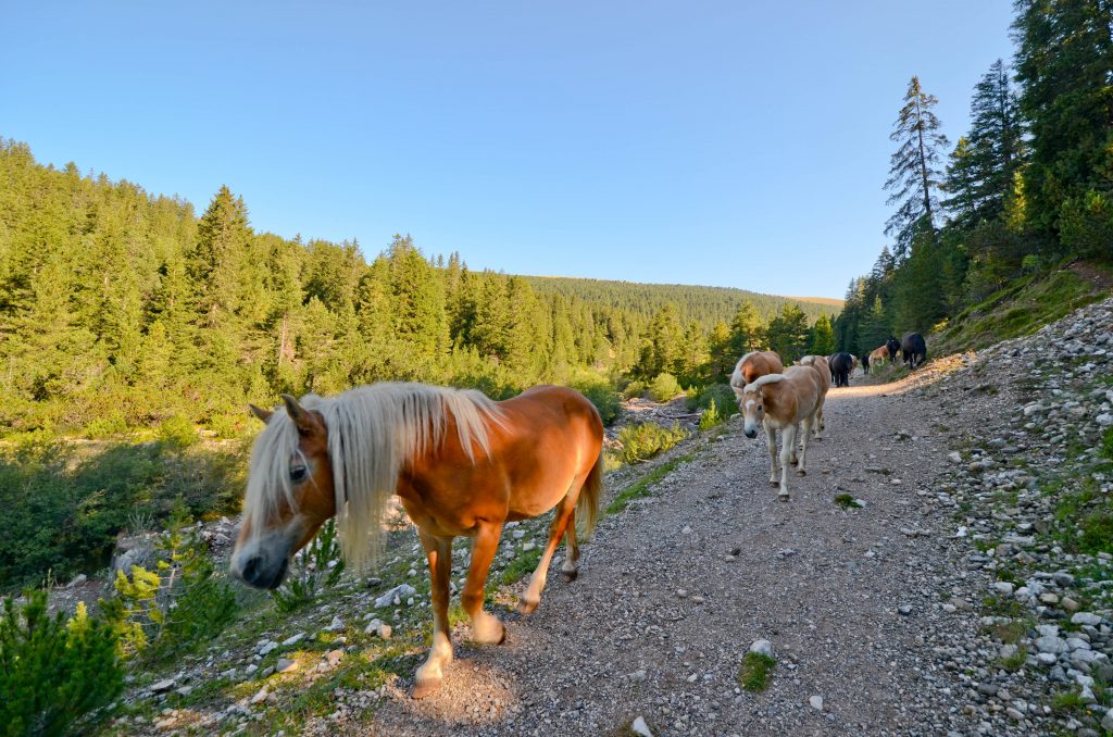 horses on the hiking trails in the Dolomites