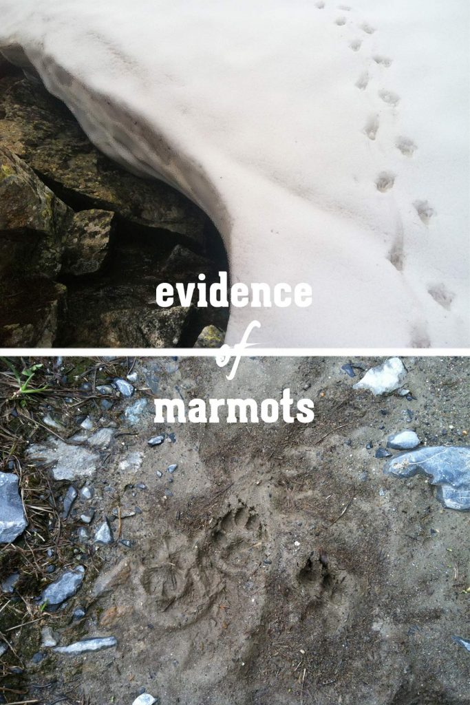marmot footprints in mud and snow on hiking trail in the Swiss Alps