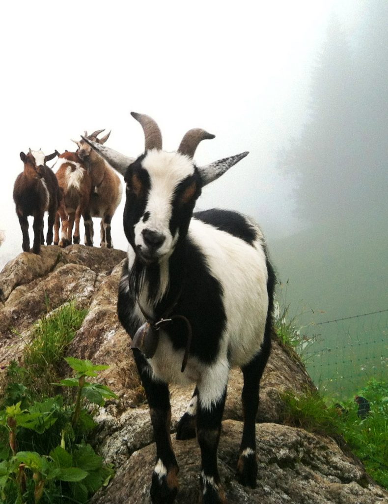 goat herd at Tschingelhorn Inn, Switzerland hiking trail