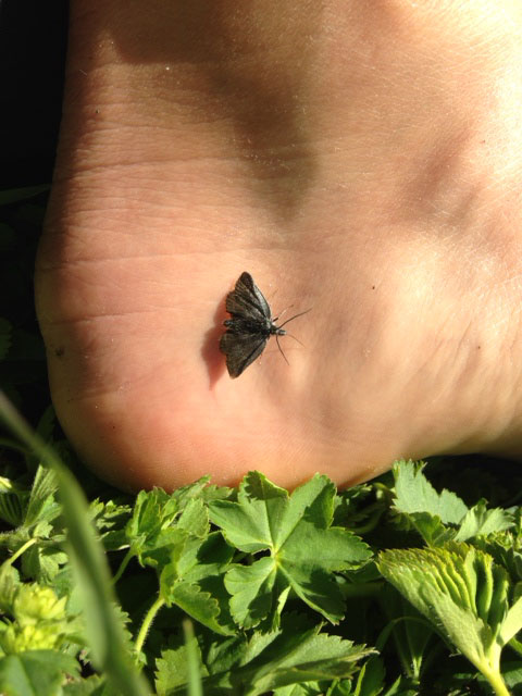 butterfly on a bare foot, hiking in the Swiss Alps