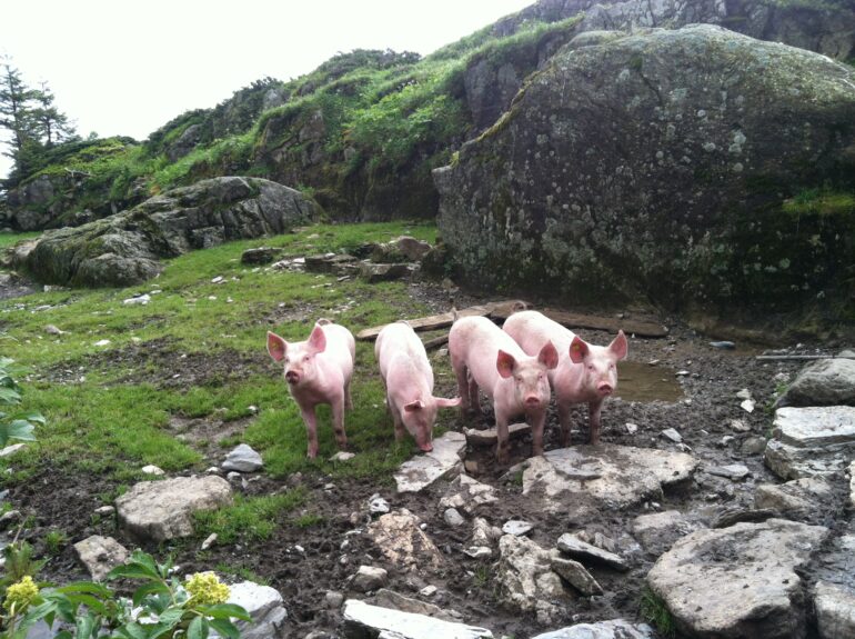 friendly pigs in the barnyard at Obersteinberg in the Alps