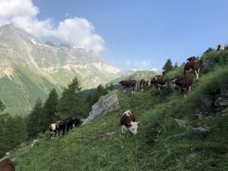 cows grazing on alps hiking trail with mountains in the background