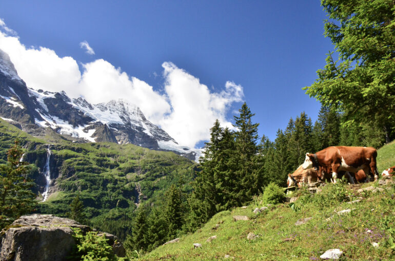 cows on steep alp near Schmadribach Falls Bernese Oberland Swiss Alps