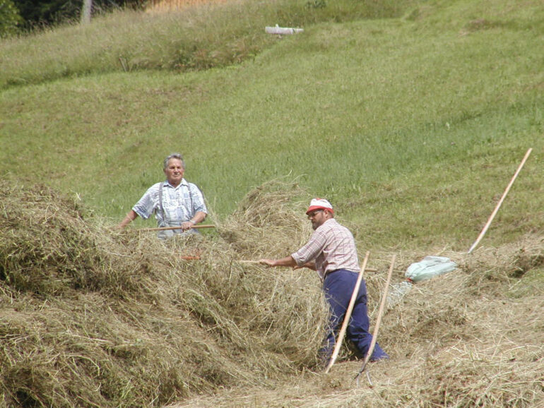 two men making hay with hand tools Swiss Alps